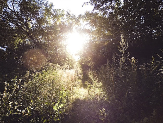 Le soleil brille à travers les feuilles des arbres et de l'herbe