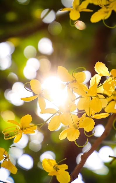 Le soleil brille à travers les fleurs jaunes du frangipanier doré.