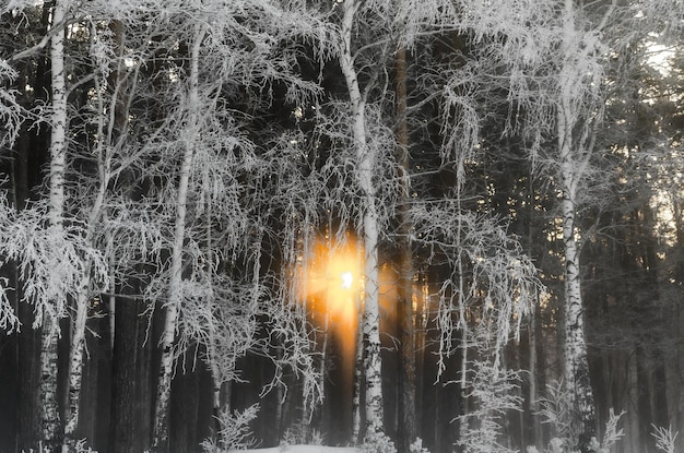 Le soleil brille à travers la forêt d'hiver.