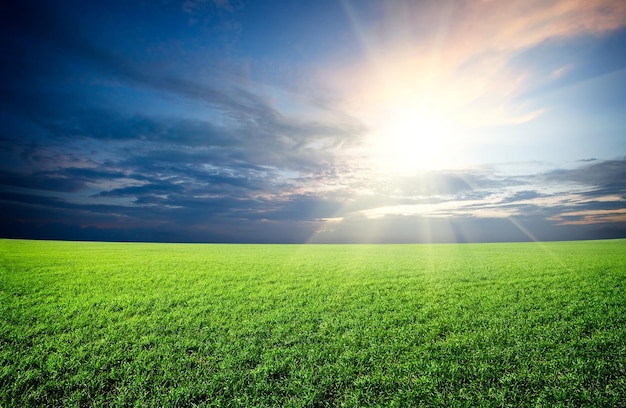 Soleil couchant et champ d'herbe fraîche verte sous le ciel bleu