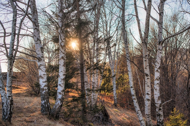 Le soleil couchant filtre à travers une forêt de bouleaux en hiver sec