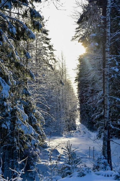 Soleil dans la forêt d'hiver