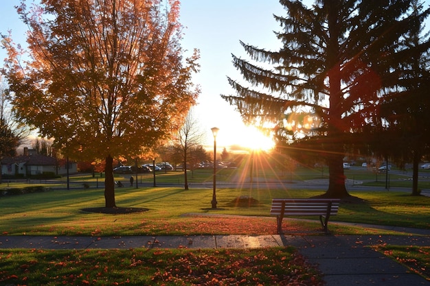 Le soleil dans le parc Jour de Parkinson