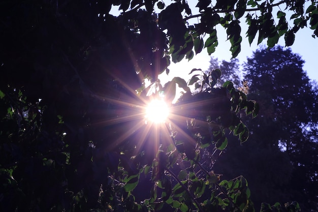 Le soleil du matin brille à travers le feuillage