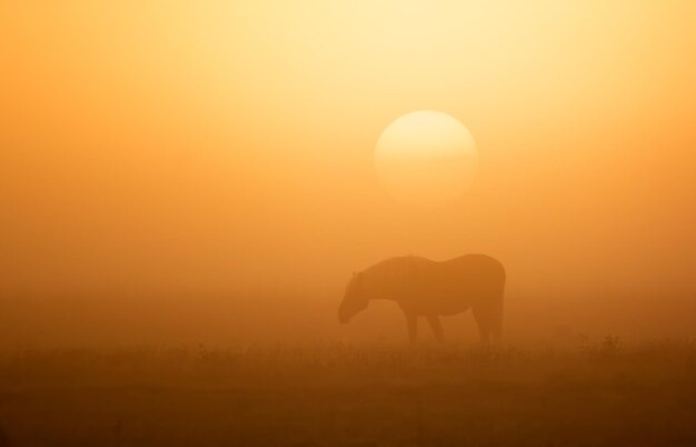 soleil du matin brumeux et cheval