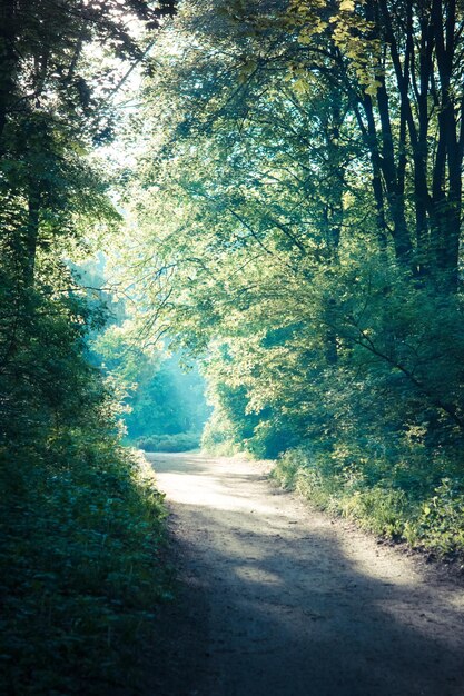 Soleil du matin dans la couronne de feuillus vert forêt et chemin de terre chemin de terre