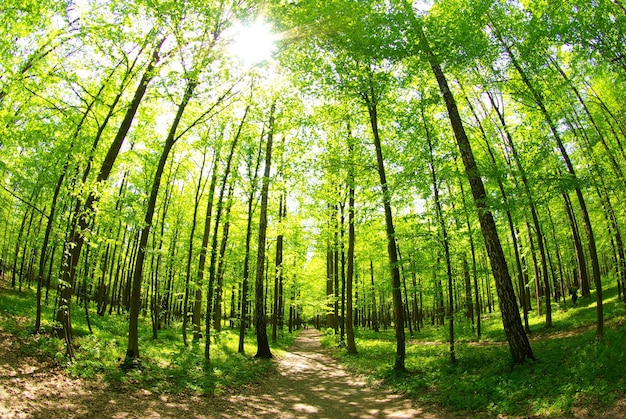 Soleil du matin dans la forêt verte