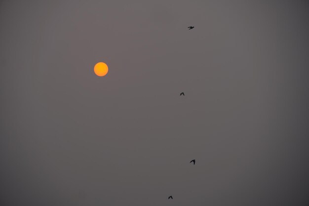 Soleil du matin et image des oiseaux