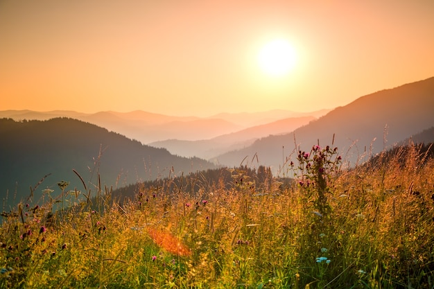 Le soleil du soir illumine diverses herbes à flanc de montagne