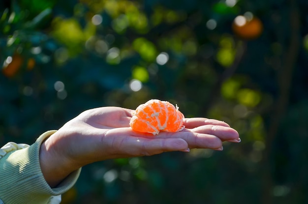 Le soleil éclairé par une tranche de mandarine sur une main féminine