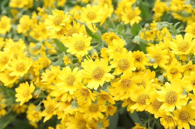 Soleil éclatant et fleurs jaunes