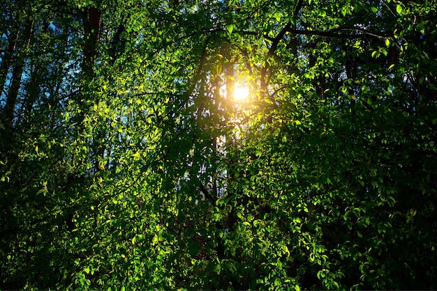 Soleil éclatant parmi les arbres verts fond