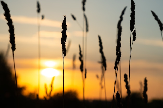 Soleil d'été dans la nature, coucher de soleil du soir.