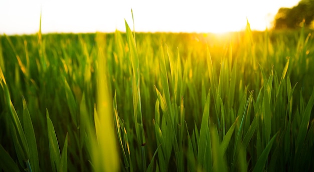 Soleil d'été qui brille sur le paysage agricole du champ de blé vert jeune blé vert au coucher du soleil