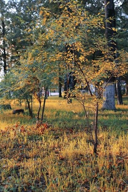 Soleil de feuille de parc d'automne