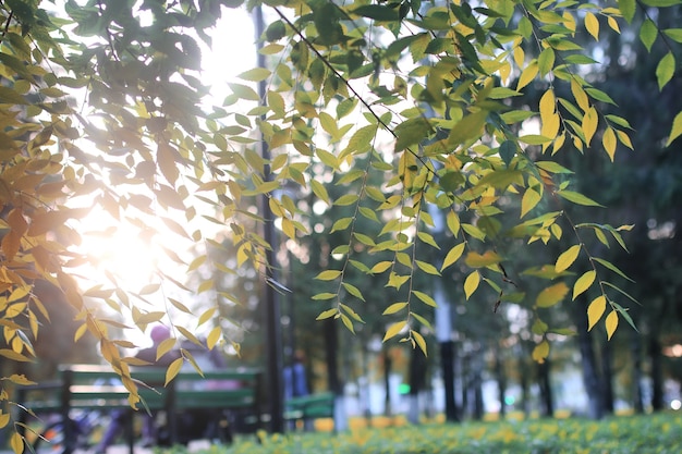 Soleil de feuille de parc d'automne