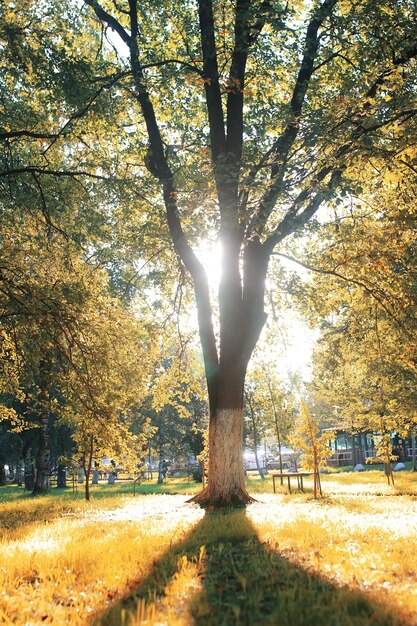 Soleil de feuille de parc d'automne