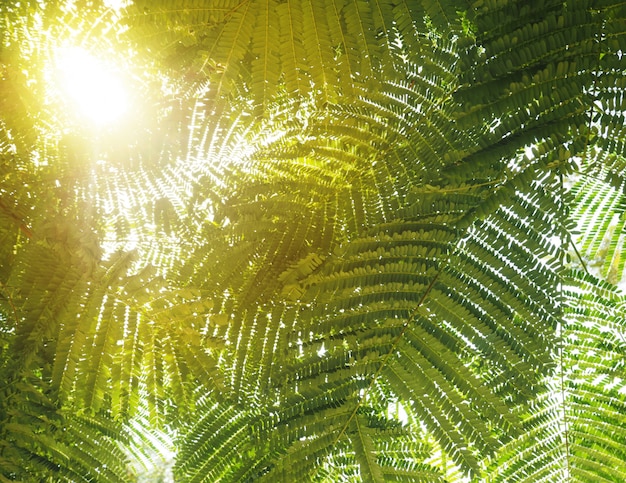 Soleil et feuilles vertes