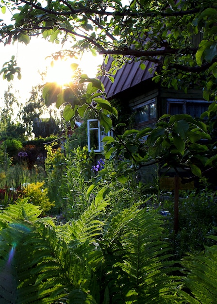 Soleil d&#39;herbe jardin d&#39;été