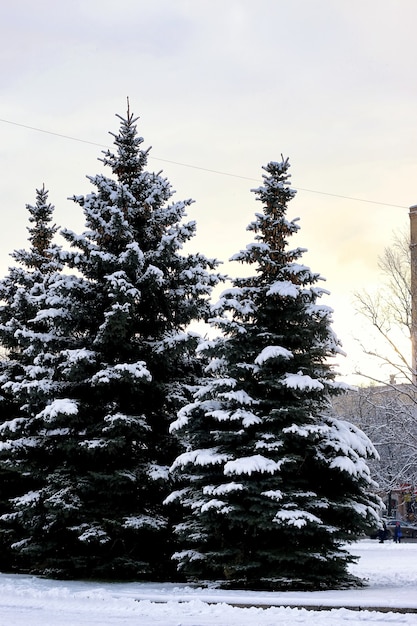 Soleil d'hiver sapin neige