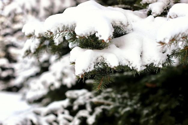 Soleil d'hiver sapin neige