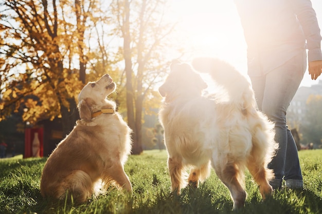 Soleil incroyable Une femme se promène avec deux chiens Golden Retriever dans le parc