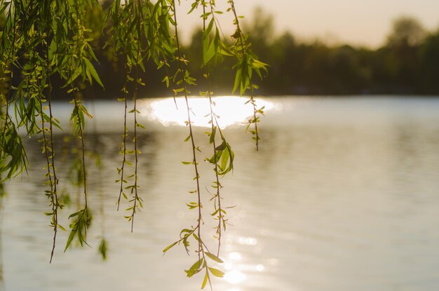 Soleil sur le lac