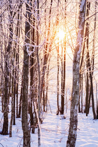 Le soleil levant brille à travers les arbres