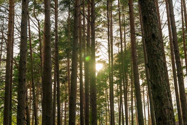 Le soleil perce à travers les troncs d'arbres dans la forêt