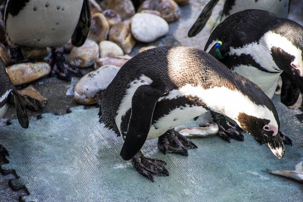 soleil de pingouin beau et drôle dans un groupe de pairs