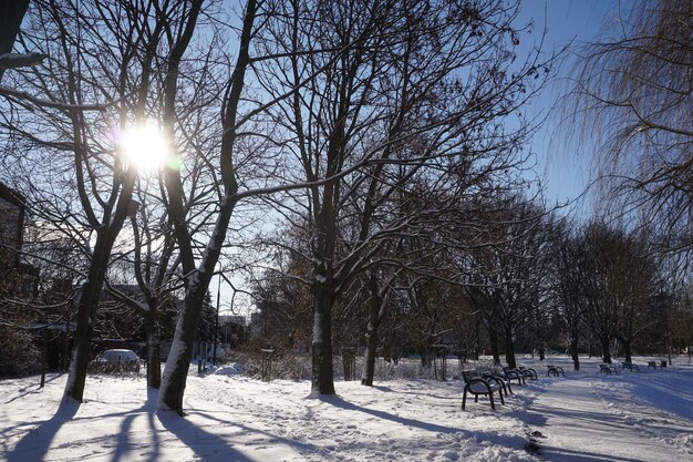 Soleil projetant des ombres à travers les arbres en hiver