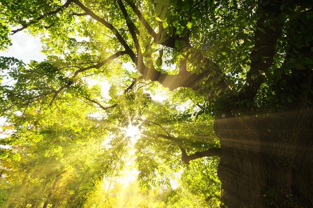 Soleil qui brille dans les bois