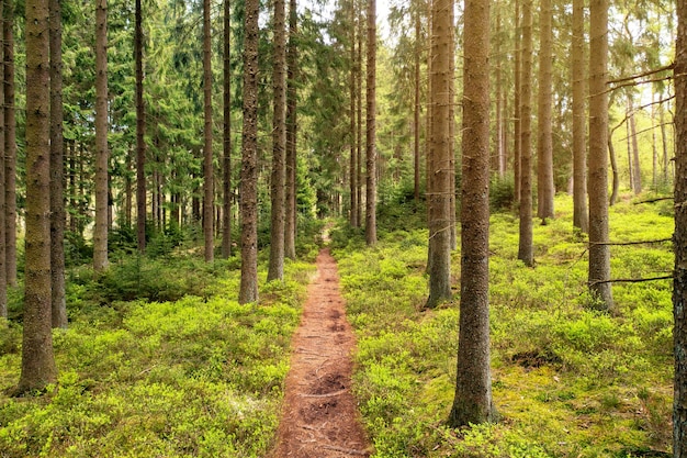 Soleil qui brille dans les bois