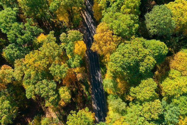 Soleil qui brille dans les bois