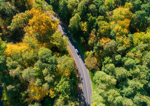 Soleil qui brille dans les bois