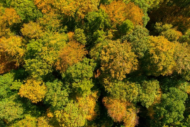 Soleil qui brille dans les bois