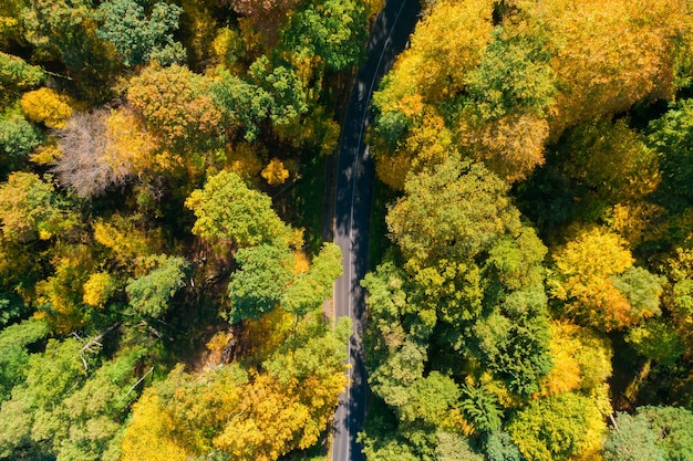 Soleil qui brille dans les bois