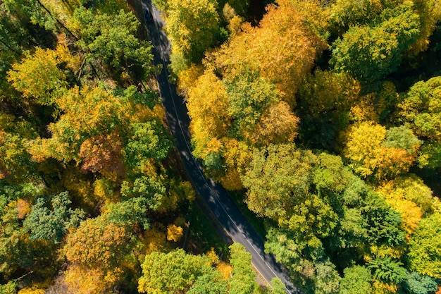 Soleil qui brille dans les bois