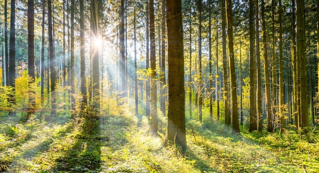 Soleil qui brille dans les bois