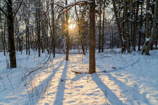 Soleil qui brille à travers les arbres dans la forêt d'hiver. Beau paysage de paysage froid.