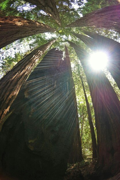 Photo soleil qui brille à travers les arbres