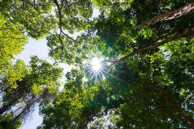 Photo soleil qui brille à travers les arbres