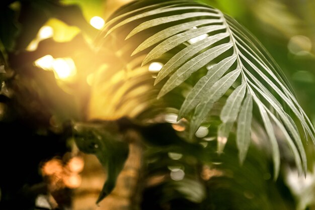 Photo soleil qui brille à travers les feuilles de palmier