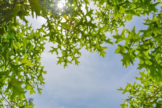 Soleil qui brille à travers les feuilles vertes sur fond de ciel bleu