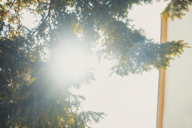 Soleil qui brille à travers le pin le matin