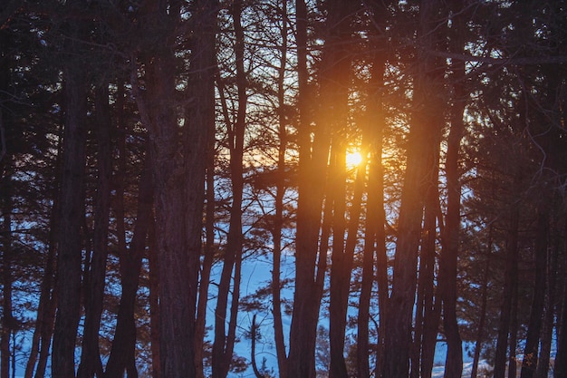 Le soleil se couche derrière la pinède