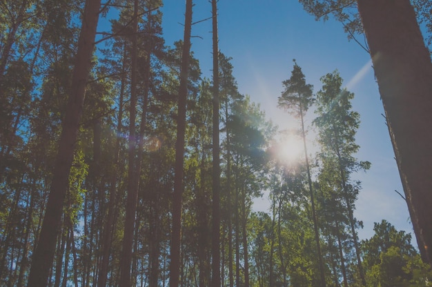 Le soleil, les troncs des pins et le ciel.