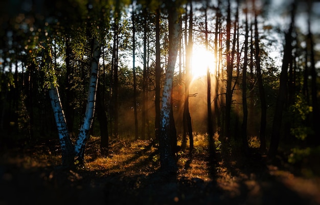 Soleil vif horizontal à travers les arbres bokeh