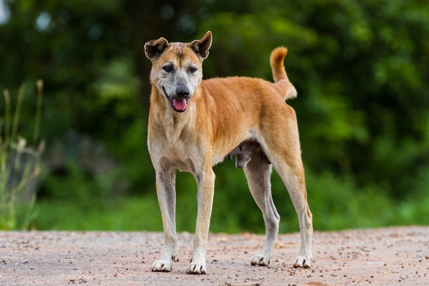 Solitaire chien thaïlandais debout sur la route avec fond de nature verdoyante