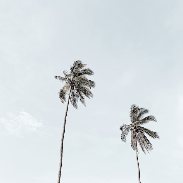 Solitaire deux cocotiers exotiques tropicaux contre grand ciel bleu